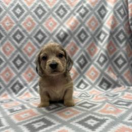 Girl 1 - Dapple female Dachshund puppy in Hoover, Alabama from Tide Town Doxies
