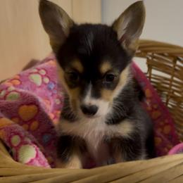 AKC Grey - Black and tan female Pembroke Welsh Corgi puppy in Summerfield, Florida from Promise Land Farm