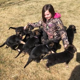 German Shepherd Puppies from Dawnhill