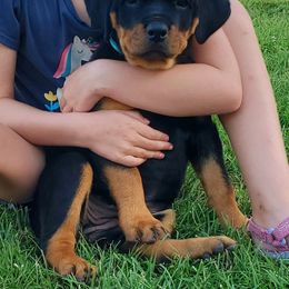 Girl 3 - Black and mahogany female Rottweiler puppy in Athol, Idaho from Vom Corvinus Haus Rottweilers