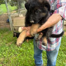 Puppy 1 - Bi-color male German Shepherd puppy in Bluff City, Tennessee from What a Heart Wants