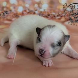 Girl 2 - Blue merle female Pomeranian puppy in Fultonville, New York from Sandy Aussies & Pomeranians