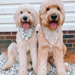 Goldendoodles from Rose and Reid Doodles
