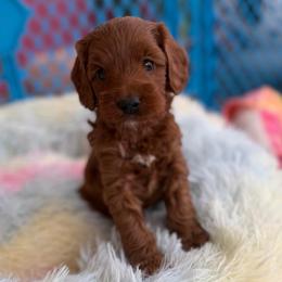 Brew - Red male Australian Labradoodle puppy in Londonderry, New Hampshire from Granite State Labradoodles