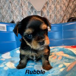 Rubble - Black and tan male Yorkshire Terrier puppy in Ashland, Kentucky from Yorkie Paw