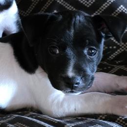 Blue boy - Black and white male Rat Terrier puppy in Ft Smith, Arkansas from Live Wire Rat Terriers