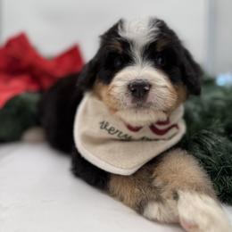 Glacier - Tri-color male Bernedoodle puppy in Ocala, Florida from Bernedoodles of Florida