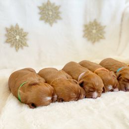 Cavalier King Charles Spaniel and Cavapoo Puppies from Red Skye Cavaliers and Cavapoos