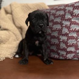 Onyx - Black brindle male Cane Corso puppy in Utah from 3Lake Kennelz