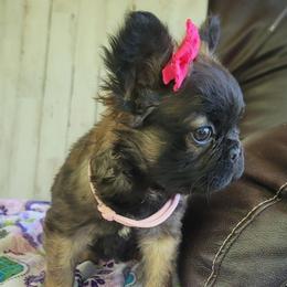 Girl 1 - Fawn brindle and white female French Bulldog puppy in Plymouth, Utah from Country Sunshine