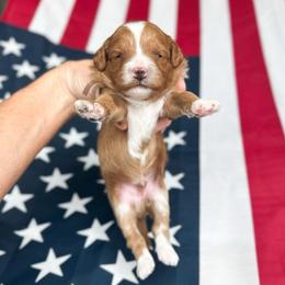 Salty - Red  male Goldendoodle puppy in Sterling, Illinois from Charley's Goldendoodles