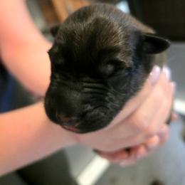 Happy - Fawn male Belgian Malinois puppy in Signal Mountain, Tennessee from Torgun Police Dogs
