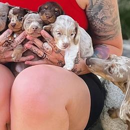 Dachshunds from Keeping it mini kennels