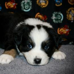 Australian Shepherd Puppies from HP Aussie Kennels