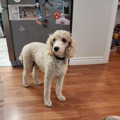Poodle All Grown Up from Sally Hamer