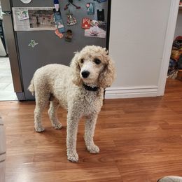 Poodle All Grown Up from Sally Hamer