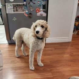 Poodle All Grown Up from Sally Hamer