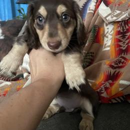 Boy 2 - Chocolate and cream male Dachshund puppy in Marysville, California from Dynasty Empire Kennels