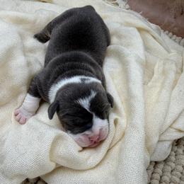 Buzz - Black and white male Olde English Bulldogge puppy in Camdenton, Missouri from Mule Pool Olde English Bulldogges