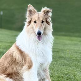 Collies from Rustic ridge collies