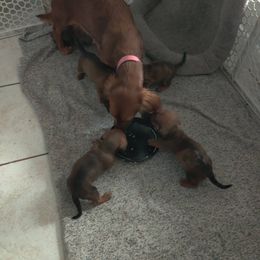 Dachshund Puppies from House of Slinkys