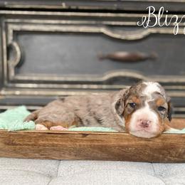 Blizzard - Blue merle male Bernedoodle puppy in Henry, Illinois from Rowe Farms Doodles