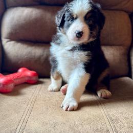 Monica - Black tri-color female Australian Shepherd puppy in Ephrata, Pennsylvania from Weavers Indian Run Aussies