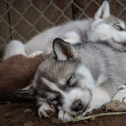 Siberian Husky Puppies from Rebel Huskys