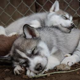 Siberian Husky Puppies from Rebel Huskys