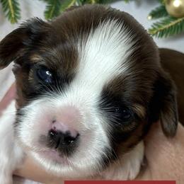 Tyler - Black gold and white male Cavatzu puppy in Oklahoma from Rocky Oak Cavaliers & Biewer Terriers LLC