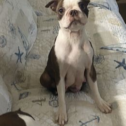 Stella bella - Boston Terrier
