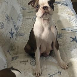 Stella bella - Boston Terrier