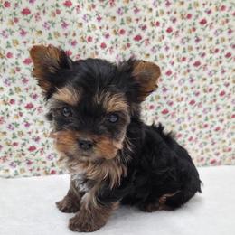 LaLa SMALL - Blue and gold female Yorkshire Terrier puppy in Monticello, Iowa from Ashley’s Puppies