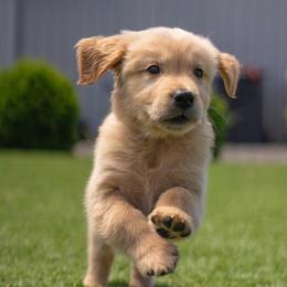 Allie ( white Collar ) - Golden female Golden Retriever puppy in Oregon from A Goldens First Love