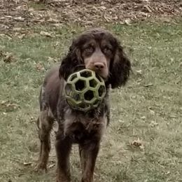 Winnie - English Springer Spaniel