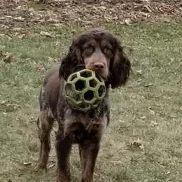Winnie - English Springer Spaniel