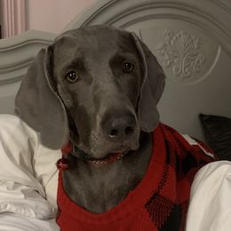 Kora - Weimaraner