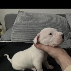 Boy 3 - Dogo Argentino puppy from First-Class Lineage