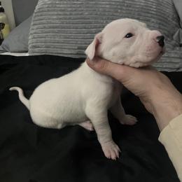 Boy 3 - Dogo Argentino puppy from First-Class Lineage