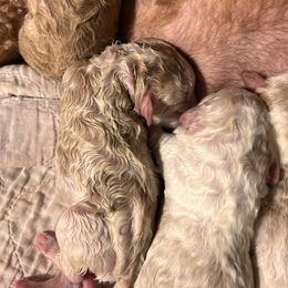 Australian Labradoodle, Bernedoodle, Double Doodle, Goldendoodle, and Poodle Puppies from Karlas Pet Rendezvous