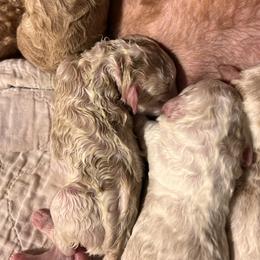Australian Labradoodle, Bernedoodle, Double Doodle, Goldendoodle, and Poodle Puppies from Karlas Pet Rendezvous