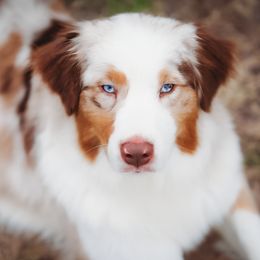 Siren - Australian Shepherd