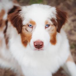 Siren - Australian Shepherd