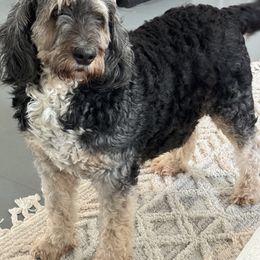 Willow - Bernedoodle