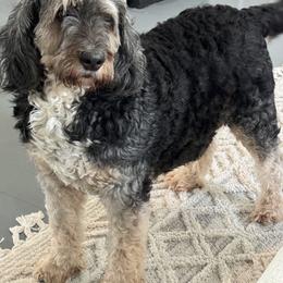 Willow - Bernedoodle