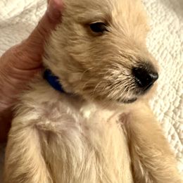 Lance - Wheaten male Scottish Terrier puppy in Crossville, Tennessee from Cavern Kennels