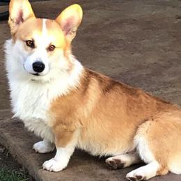 Pembroke Welsh Corgis from Emerald Corgis