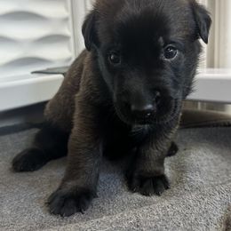 Red - Fawn sable male Belgian Malinois puppy in Ellerbe, North Carolina from Grand Prix Kennel