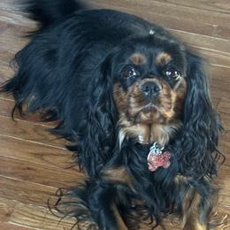 Millie - Cavalier King Charles Spaniel