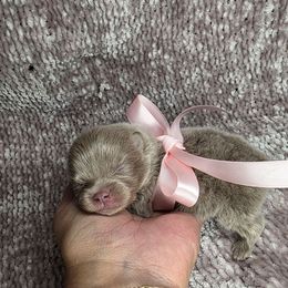 Osaka - Chocolate Pomeranian puppy in Smithville, Texas from Lafary Poms